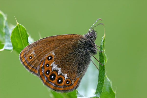 Coenonympha hero - Scarce Heath