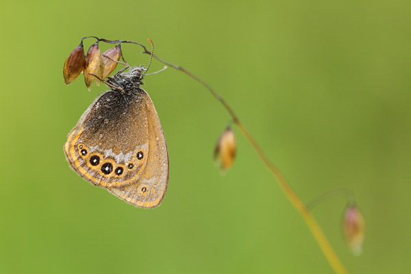 Coenonympha hero - Scarce Heath