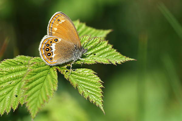 Coenonympha hero - Scarce Heath