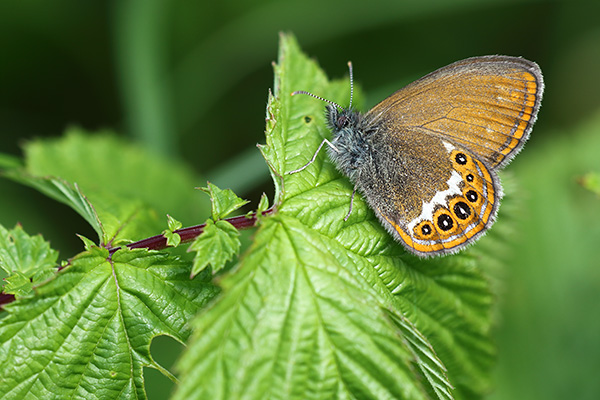 Coenonympha hero - Scarce Heath