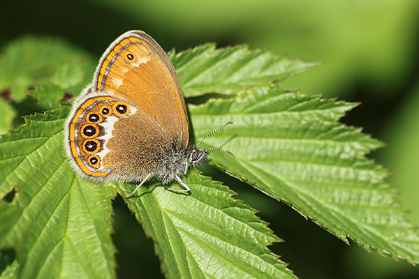 Coenonympha hero - Scarce Heath
