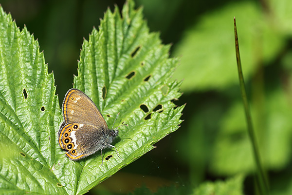 Coenonympha hero - Scarce Heath