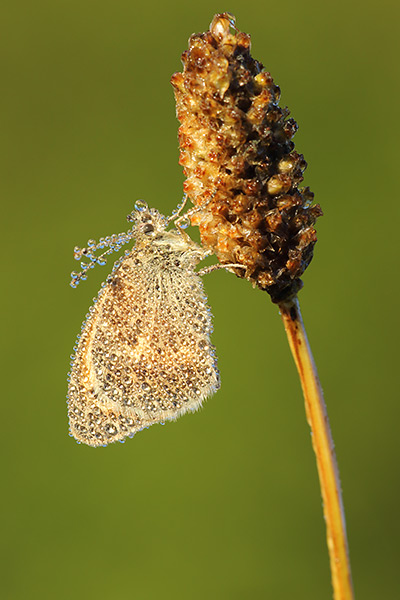 Coenonympha pamphilus - Small Heath