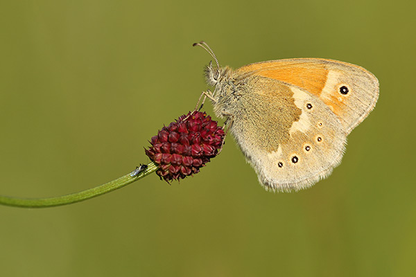 Coenonympha tullia - Large Heath