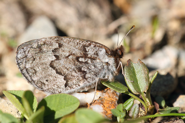 Erebia arvernensis - Western Brassy Ringlet