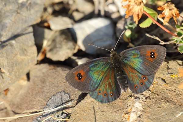 Erebia arvernensis - Western Brassy Ringlet