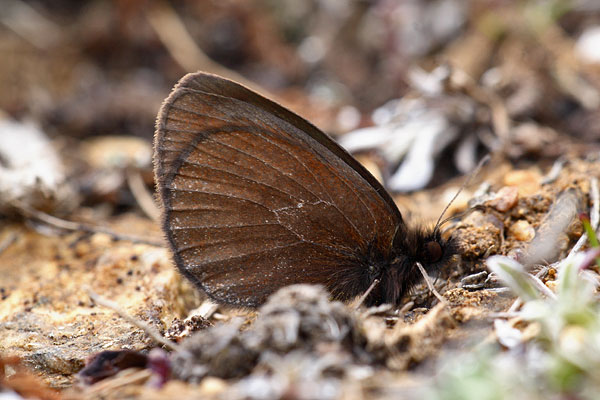 Erebia epiphron - Mountain Ringlet