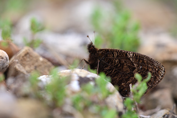 Erebia epistygne - Spring Ringlet
