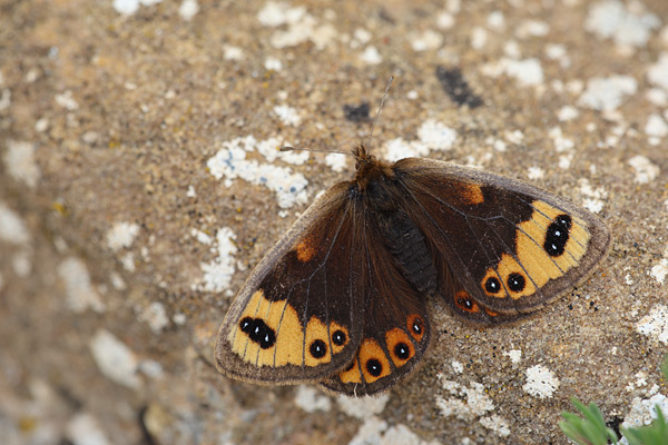 Erebia epistygne - Spring Ringlet