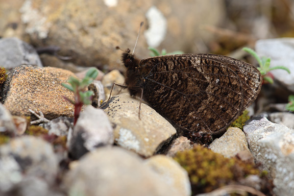Erebia epistygne - Spring Ringlet