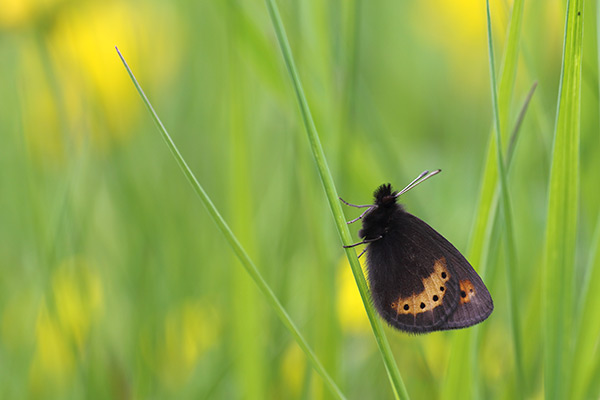 Erebia flavofasciata - Yellow Banded Ringlet
