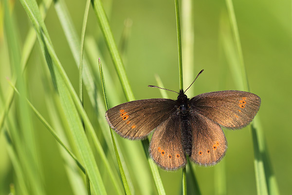 Erebia flavofasciata - Yellow Banded Ringlet