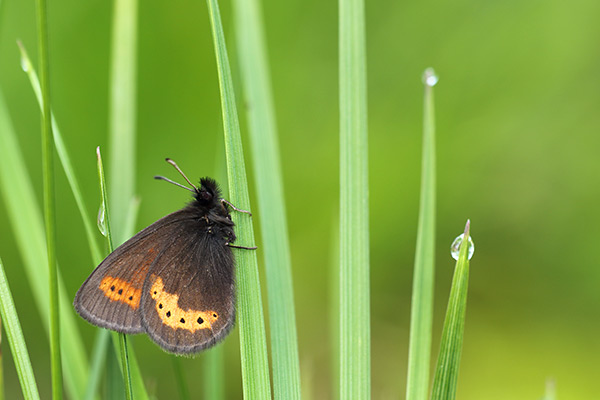 Erebia flavofasciata - Yellow Banded Ringlet