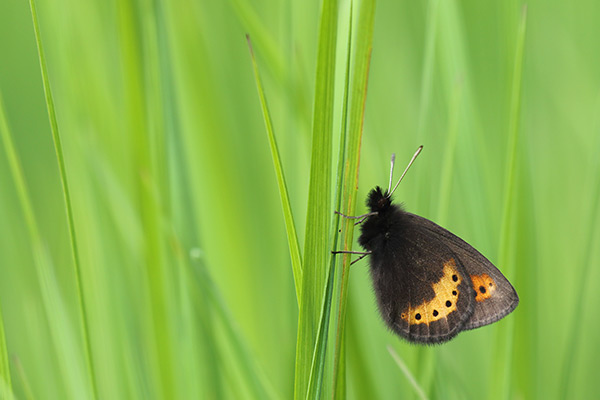 Erebia flavofasciata - Yellow Banded Ringlet