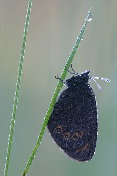 Erebia medusa - Woodland Ringlet