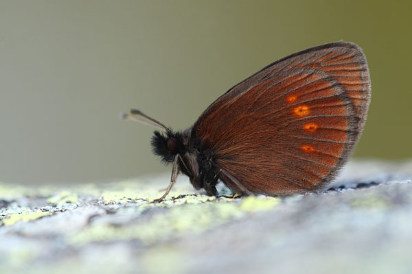 Erebia melampus - Lesser Mountain Ringlet