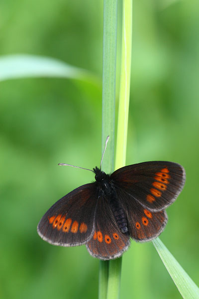 Erebia melampus - Lesser Mountain Ringlet