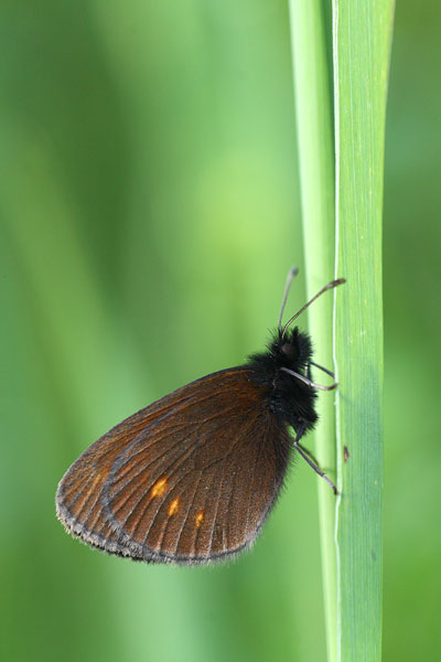 Erebia melampus - Lesser Mountain Ringlet