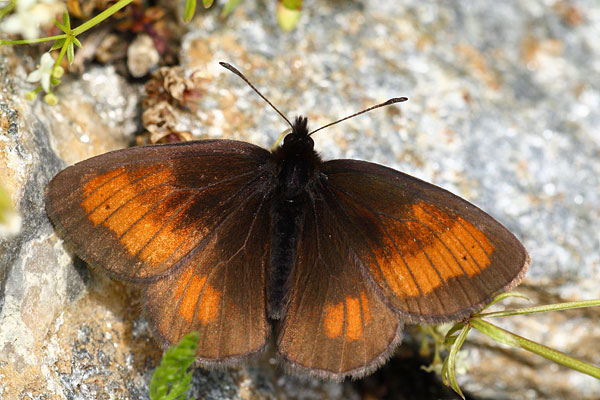 Erebia mnestra - Mnestra's Ringlet