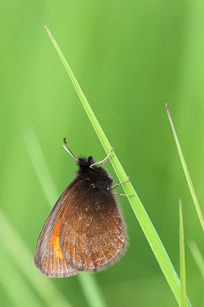 Erebia mnestra - Mnestra's Ringlet
