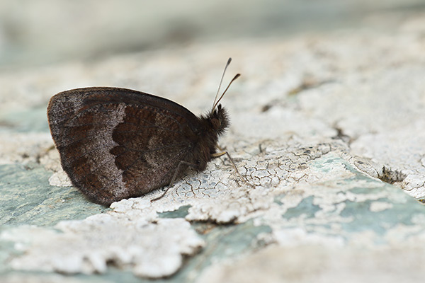 Erebia neoridas - Autumn Ringlet