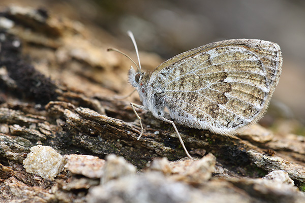 Erebia nivalis - De Lesse's Brassy Ringlet