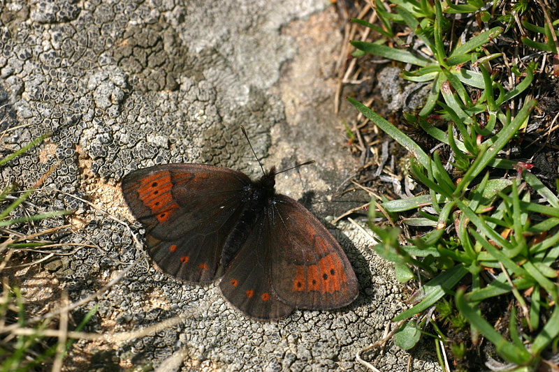 Erebia pandrose - Dewy Ringlet