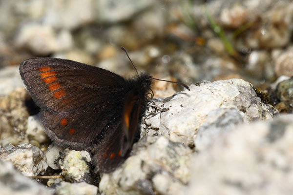 Erebia pharte - Blind Ringlet