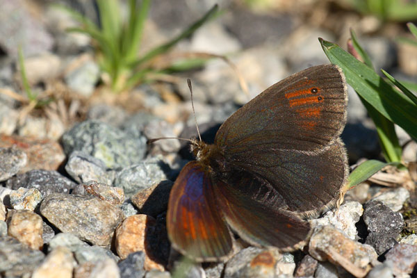 Erebia tyndarus - Swiss Brassy Ringlet