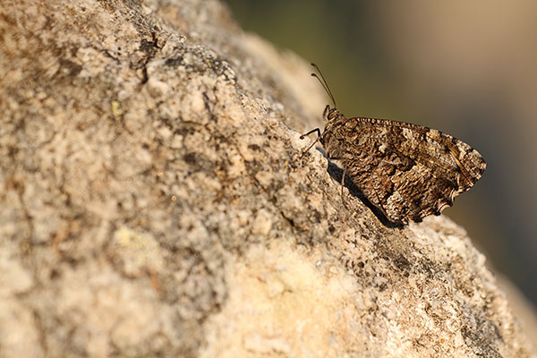 Hipparchia aristaeus - Southern Grayling