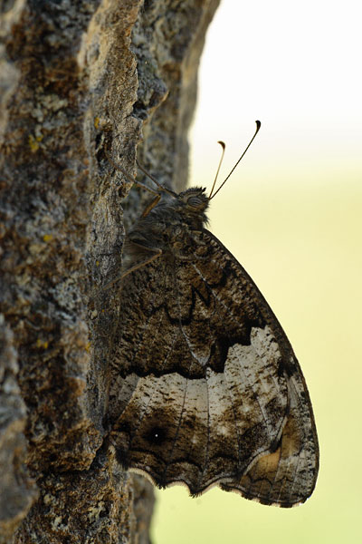 Hipparchia fagi - Woodland Grayling