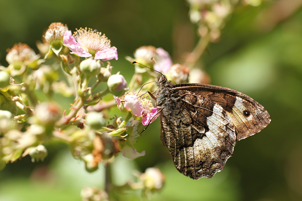 Hipparchia fagi - Woodland Grayling