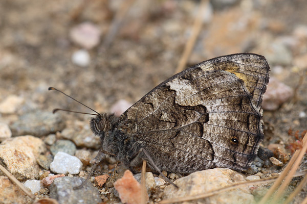 Hipparchia mersina - Samos Grayling