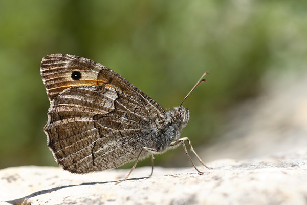 Hipparchia mersina - Samos Grayling