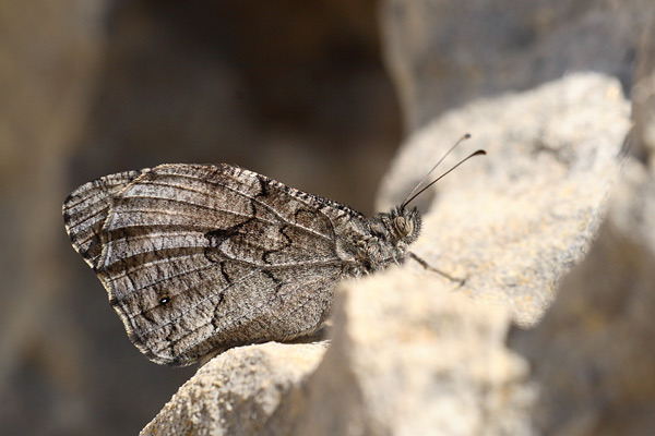 Hipparchia mersina - Samos Grayling