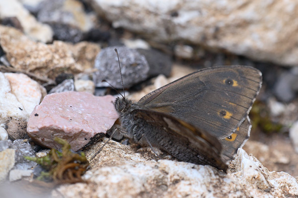 Hipparchia mersina - Samos Grayling