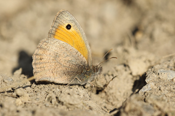 Hyponephele lycaon - Dusky Meadow Brown