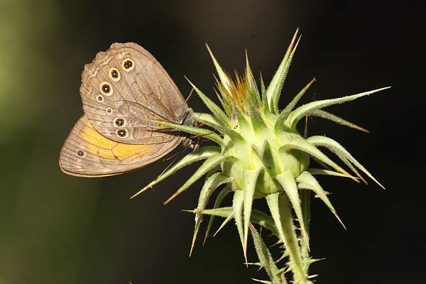 Kirinia roxelana - Lattice Brown