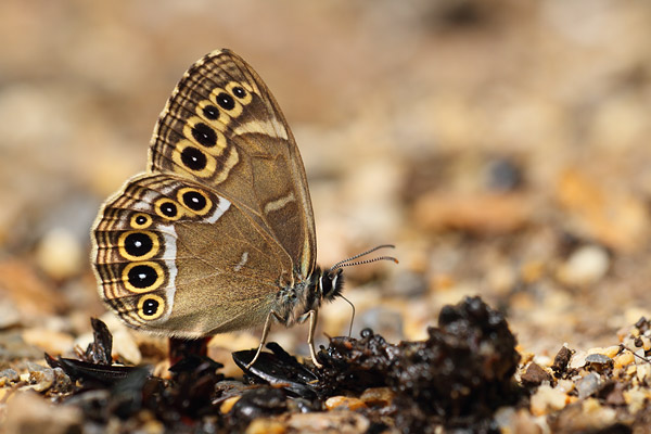 Lopinga achine - Woodland Brown