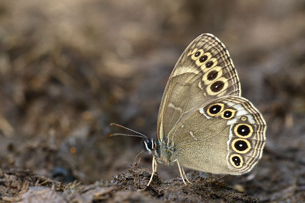 Lopinga achine - Woodland Brown
