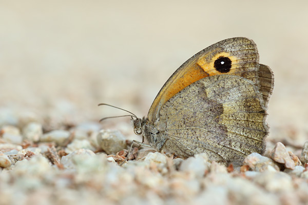 Sardinian Meadow Brown - Maniola nurag