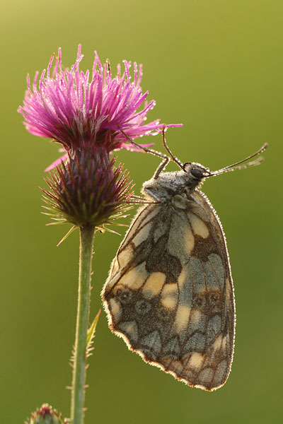 Melanargia galathea - Marbled White