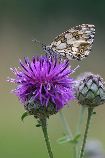Melanargia galathea - Marbled White