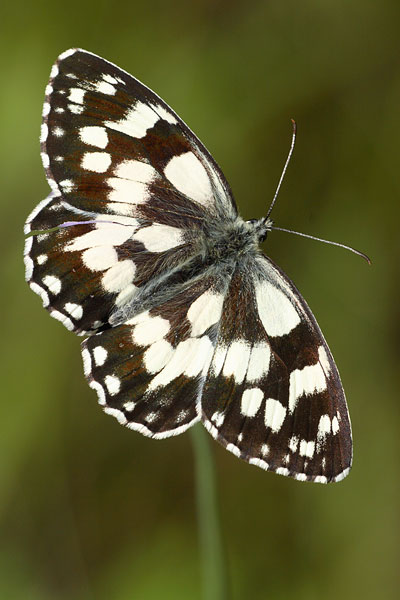 Melanargia galathea - Marbled White