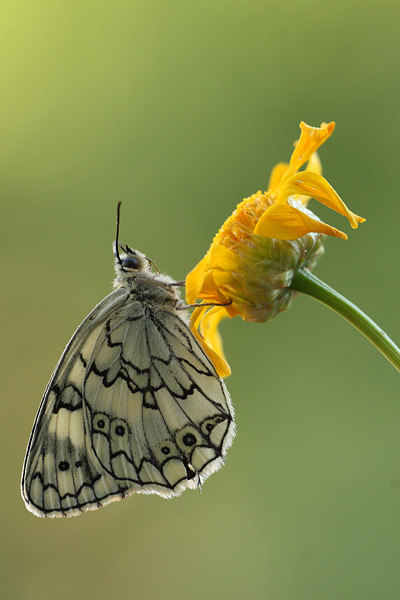 Melanargia lesbina - Lesbian Marbled White