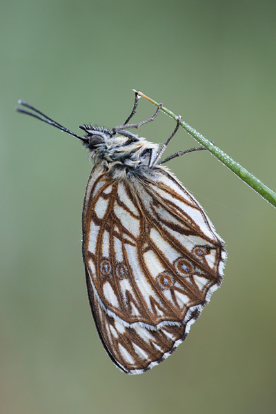 Melanargia occitanica - Western Marbled White