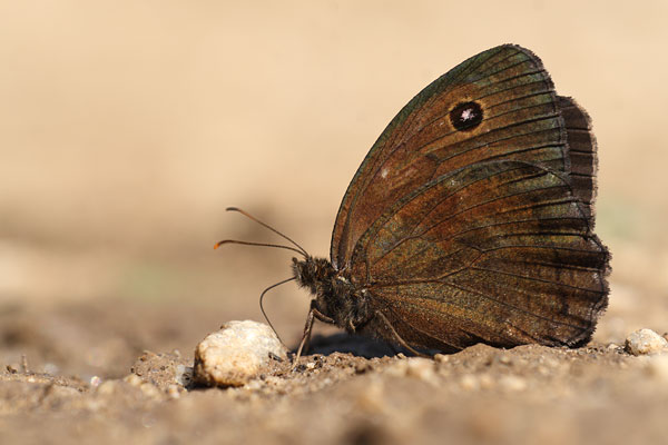 Minois dryas - Dryad