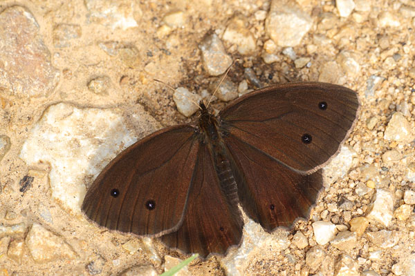 Minois dryas - Dryad