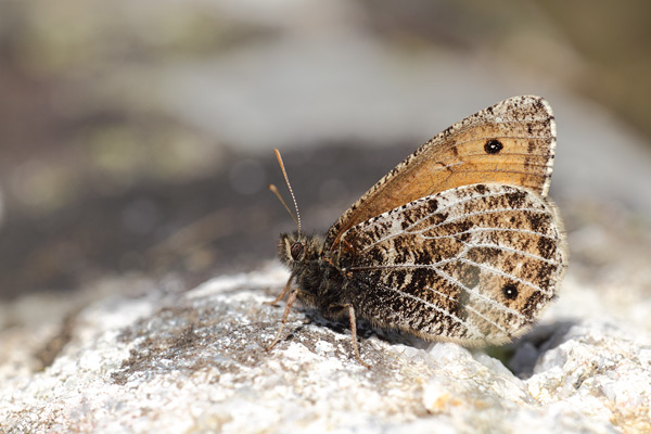 Oeneis glacialis - Alpine Grayling