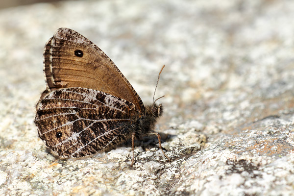 Oeneis glacialis - Alpine Grayling